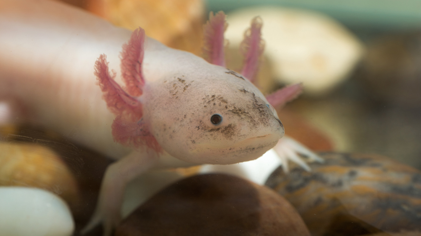 Der Axolotl