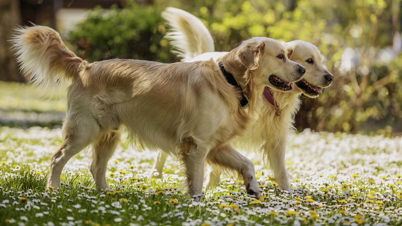Golden Retriever