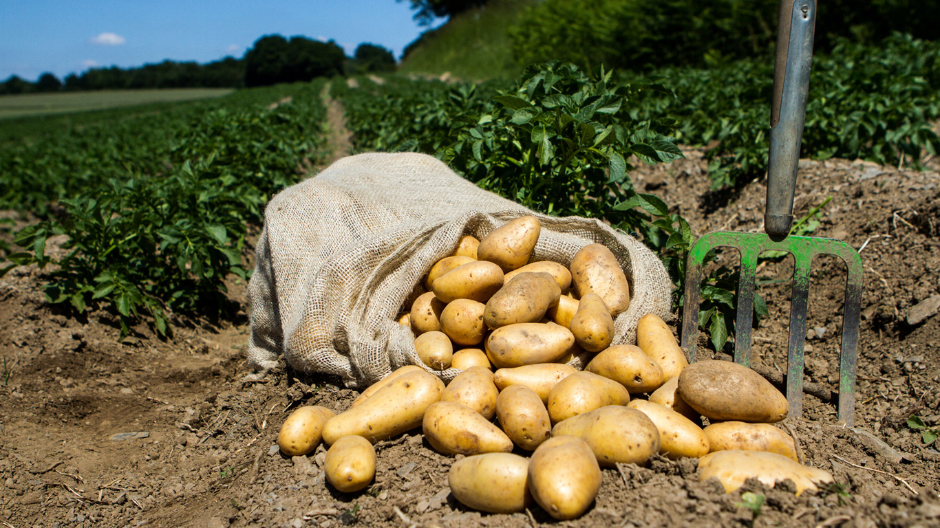 Kartoffeln gehören zu den sichersten Lebensmitteln