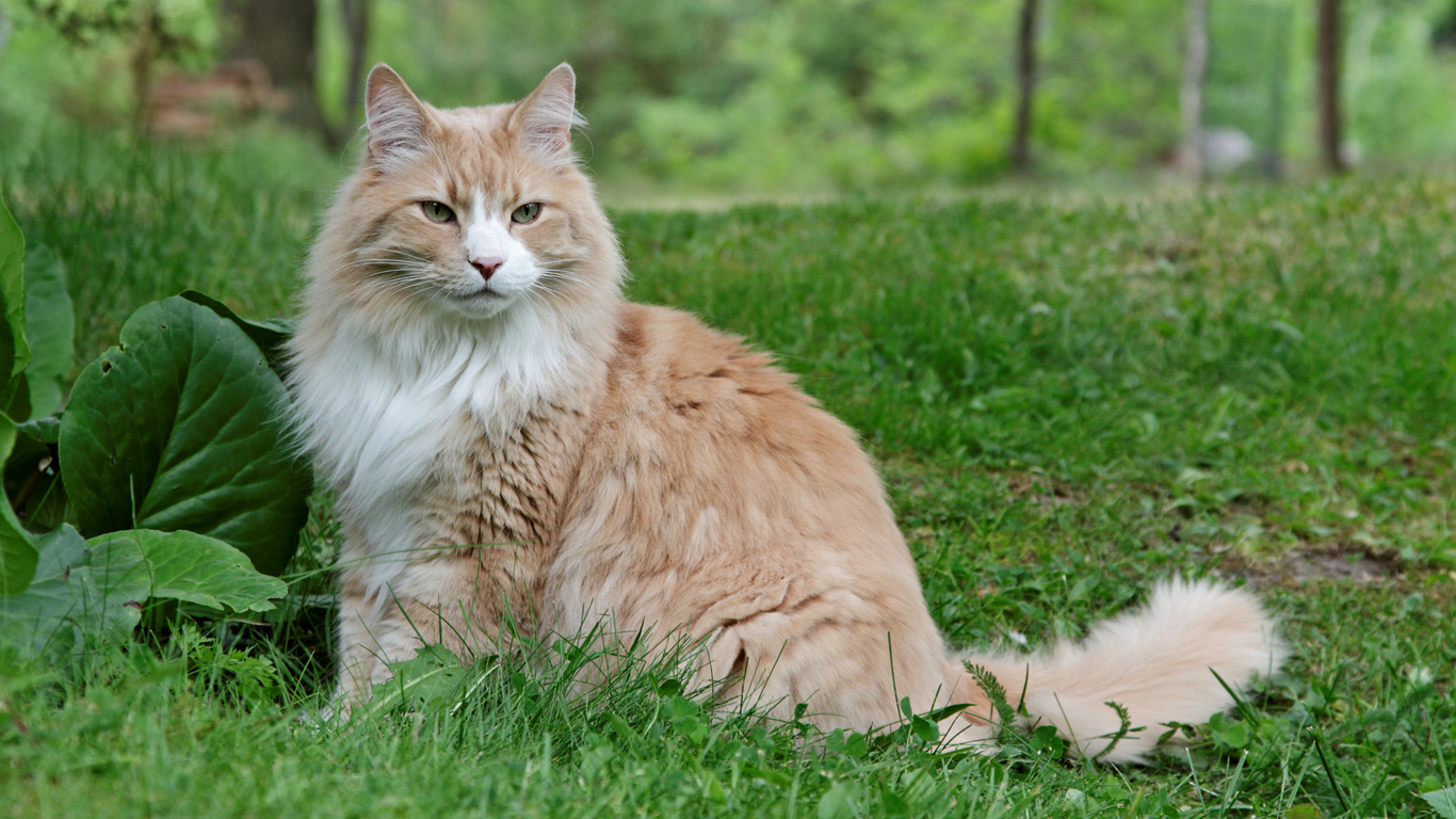 Norwegische Waldkatze