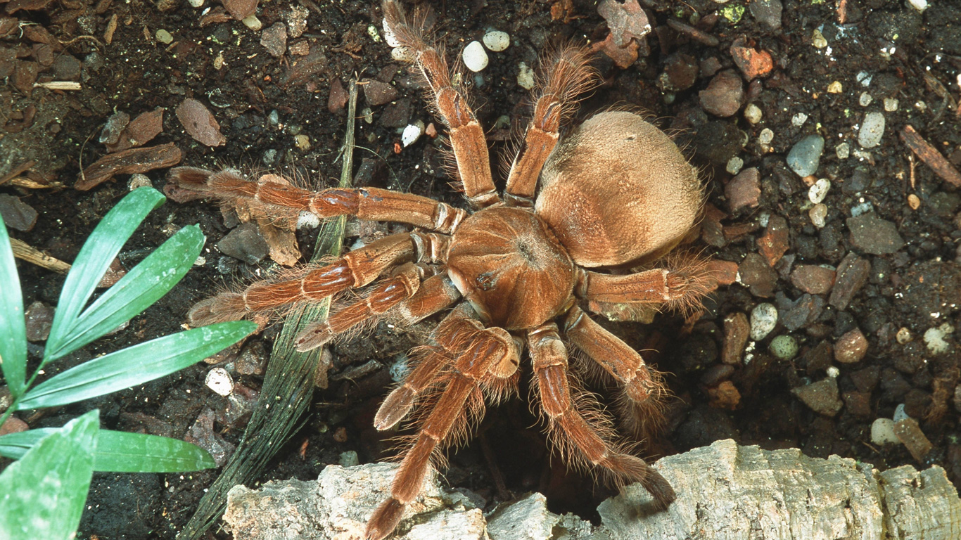 Der Goliath unter den Vogelspinnen