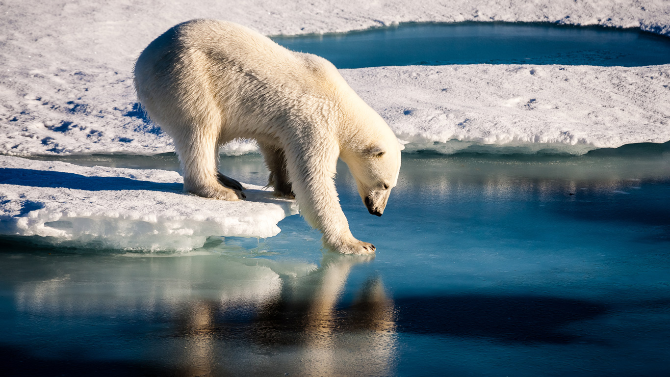 Der Eisbär