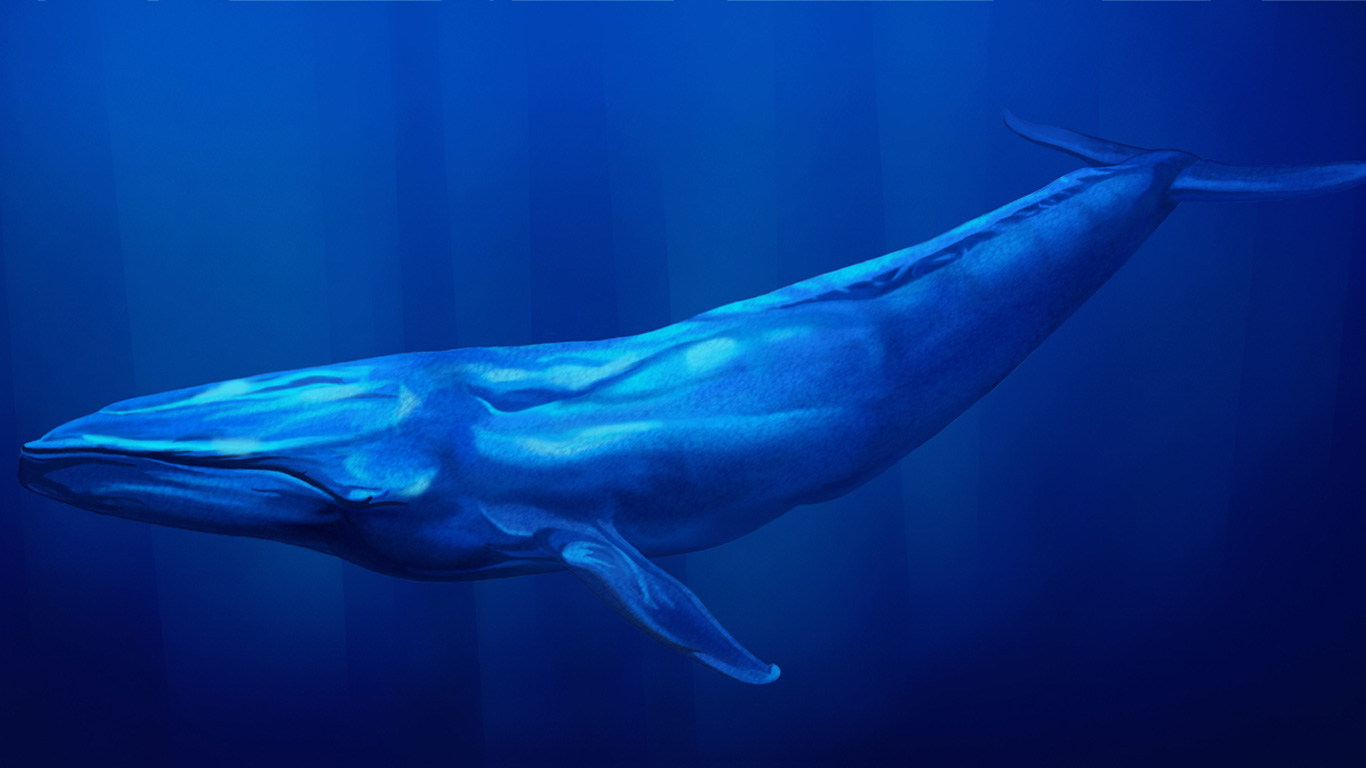 Blauwal – für Übermütige