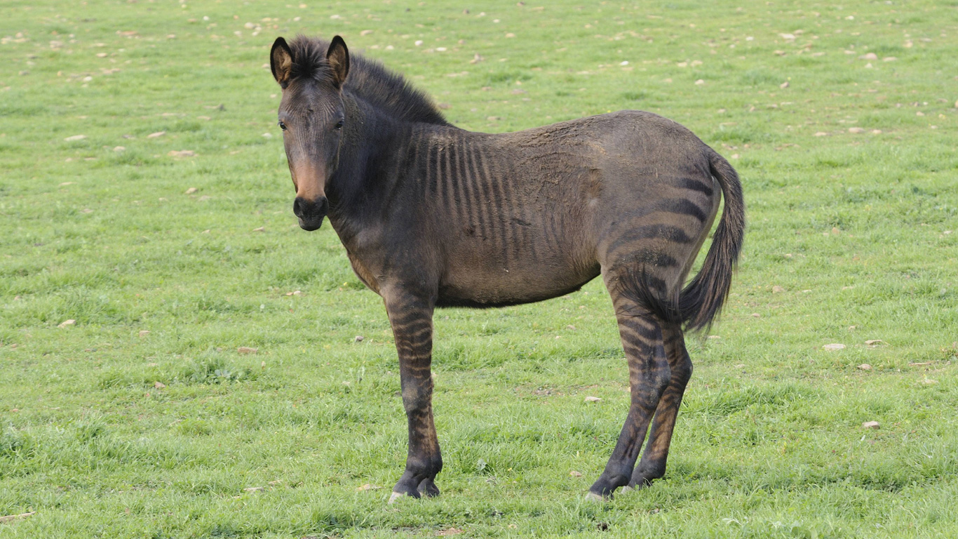 Das Zorse