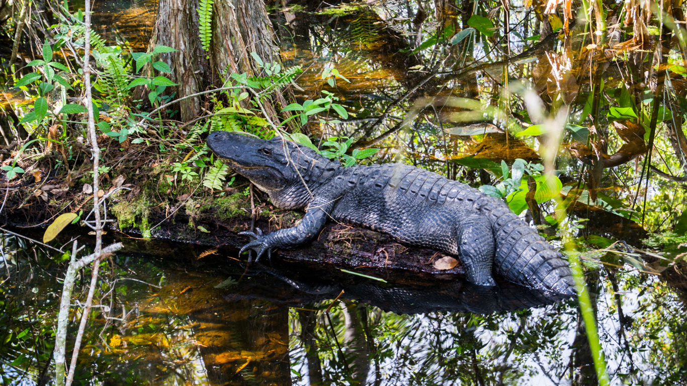 Everglades und Miami Beach