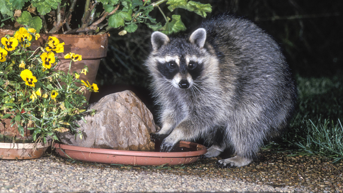 Waschbär