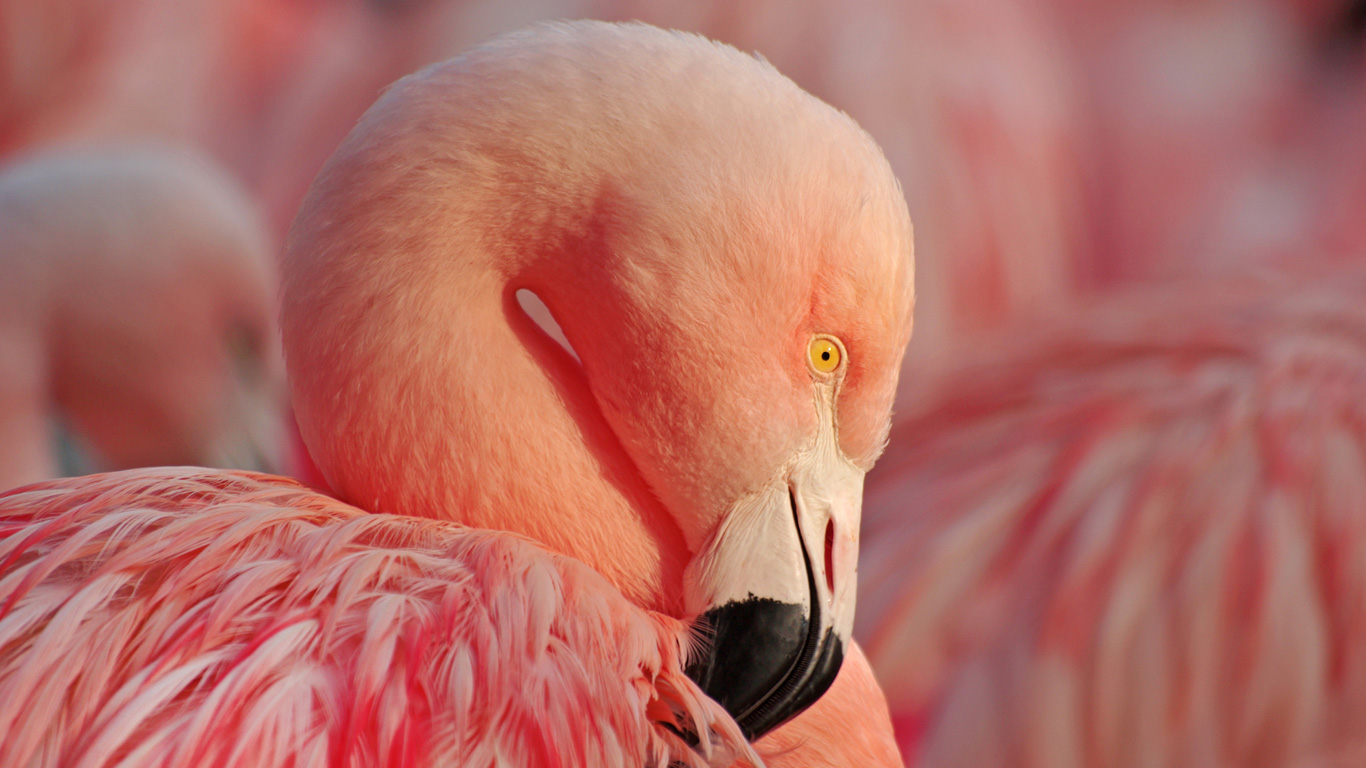 Woher haben Flamingos ihre Farbe?