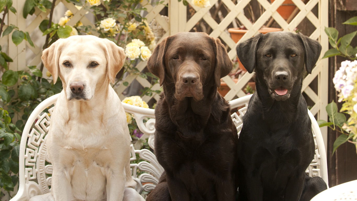 Labrador