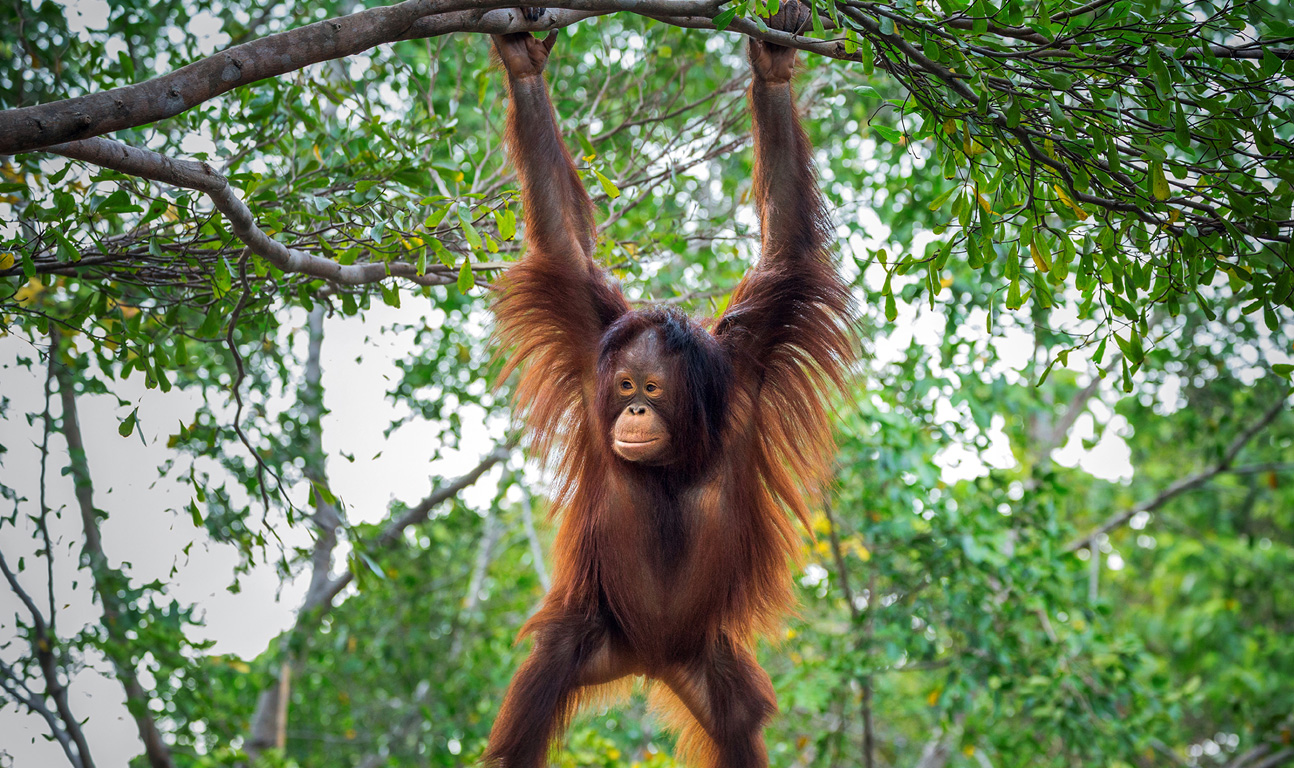 Sumatra