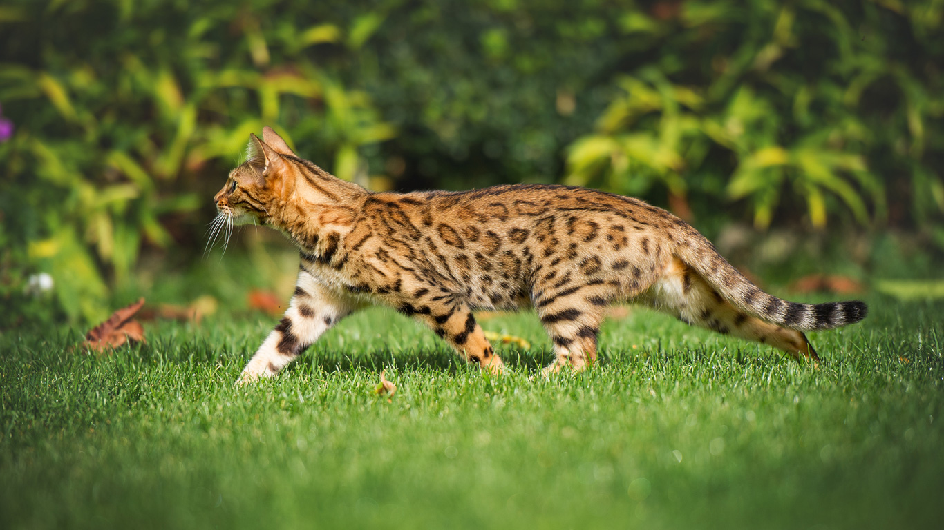 Bengalkatze