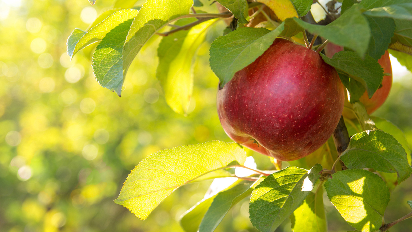 Das Apfel-Geheimnis