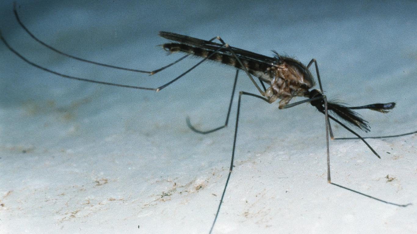 Forscher wollen „Allheilmittel“ gegen Malaria entwickelt haben