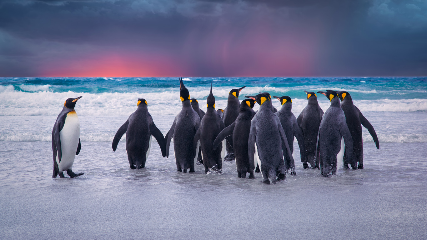 Kaiserpinguin – für Gesellige