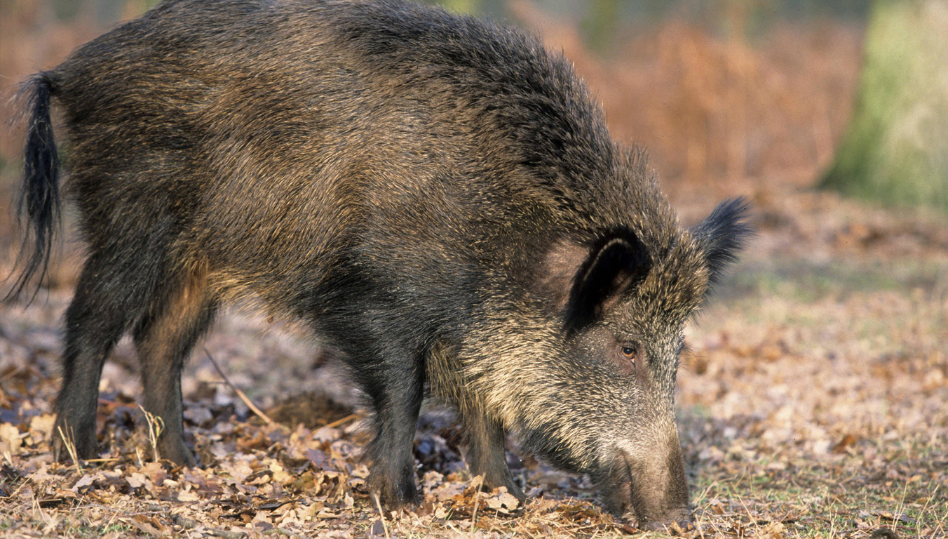 Wildschwein