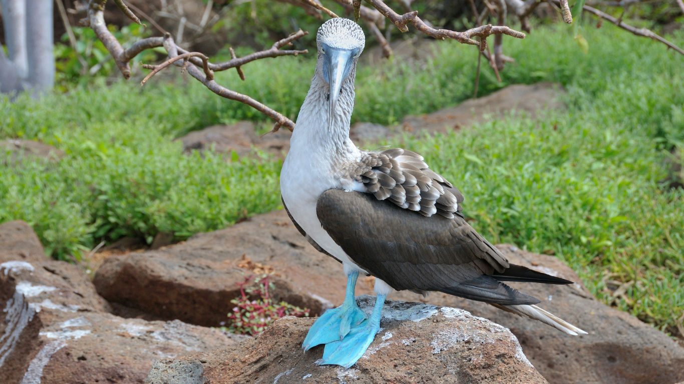 Balzende Blaufußtölpel im Naturparadies Galapagos