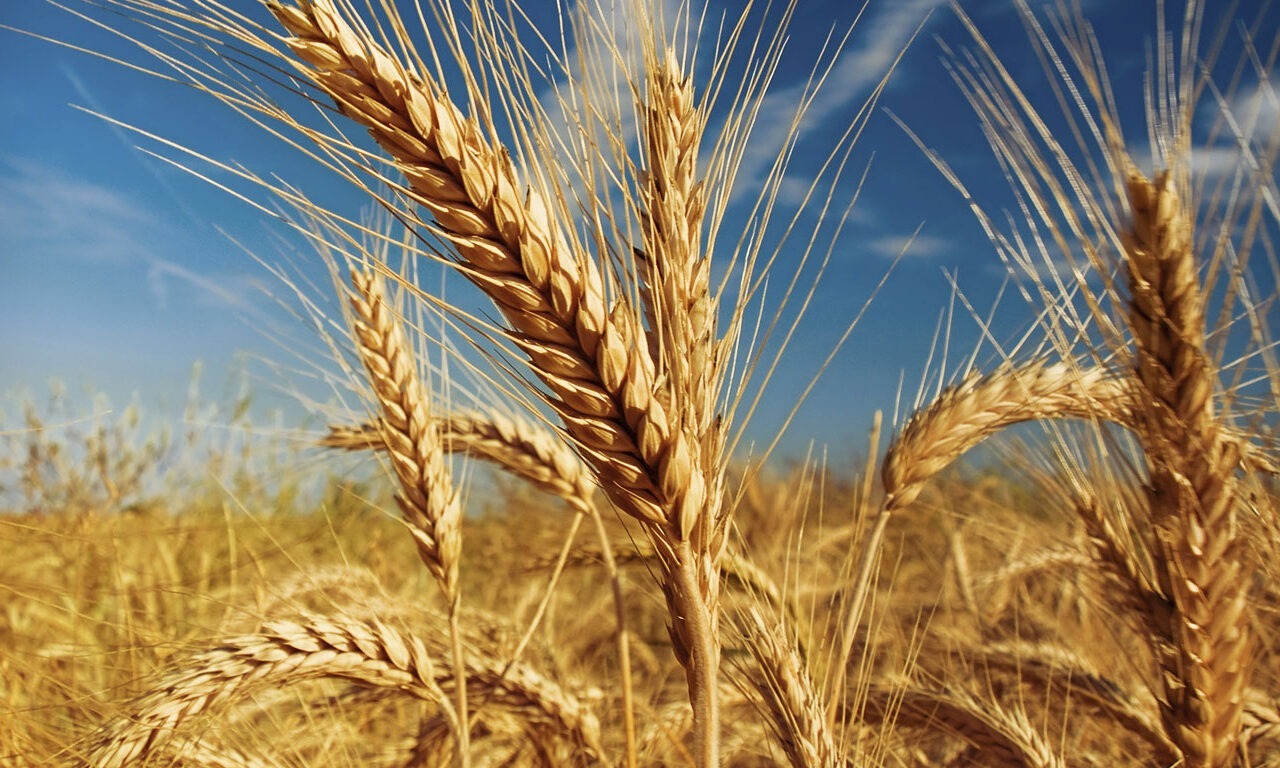 Weizenbrot