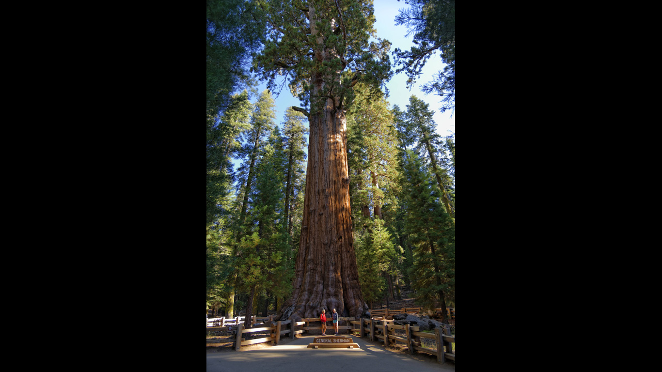 Der größte Baum der Welt