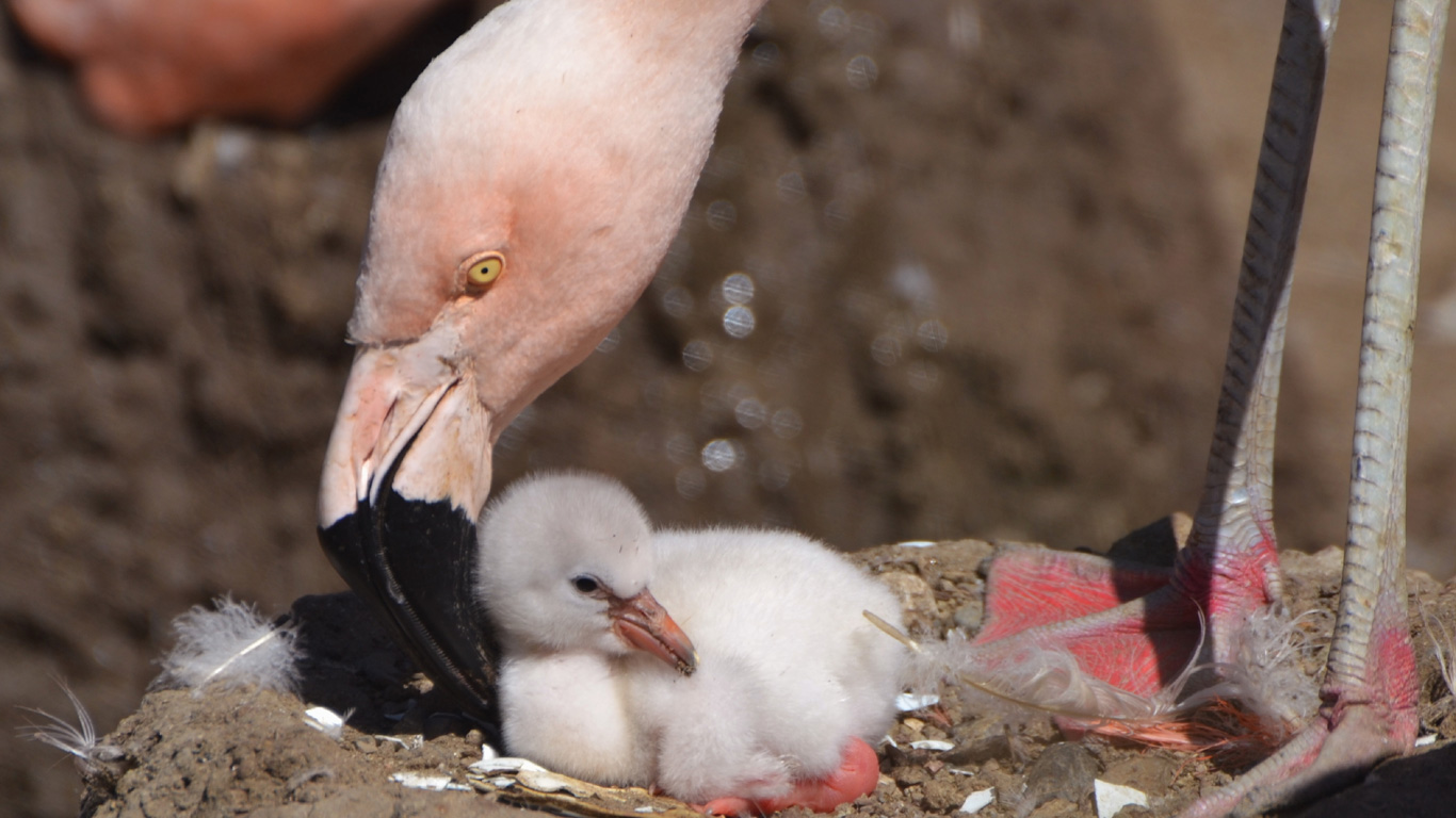 Wie werden Flamingo-Jungen aufgezogen?