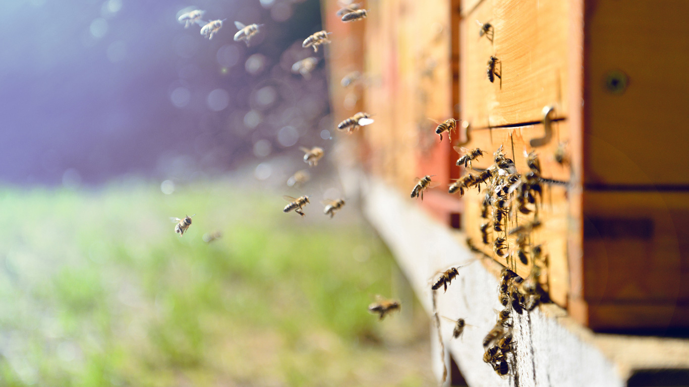 Wer löscht die Bienen aus?