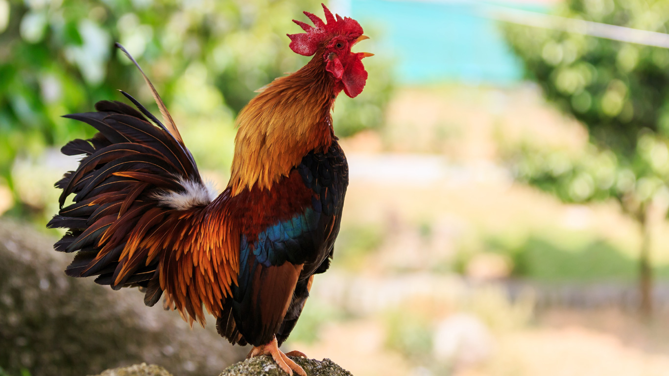 Männliche Tiere unerwünscht