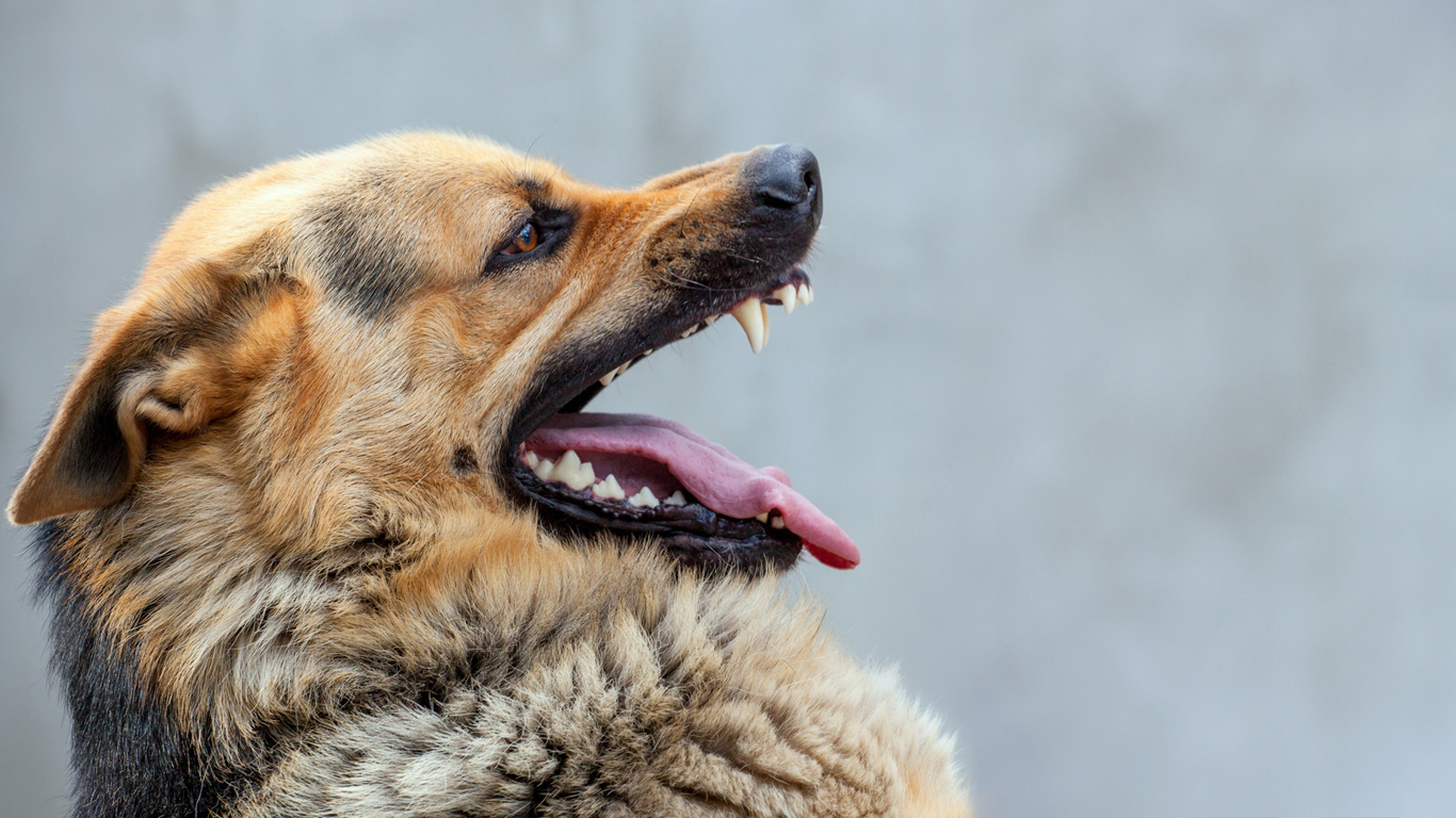Hunde