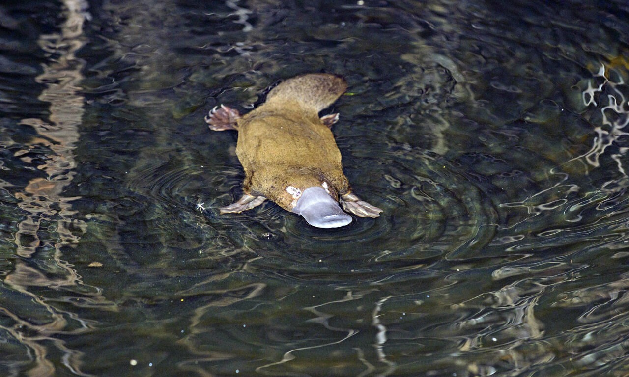 Der Eier legende Schlangen-Biber?