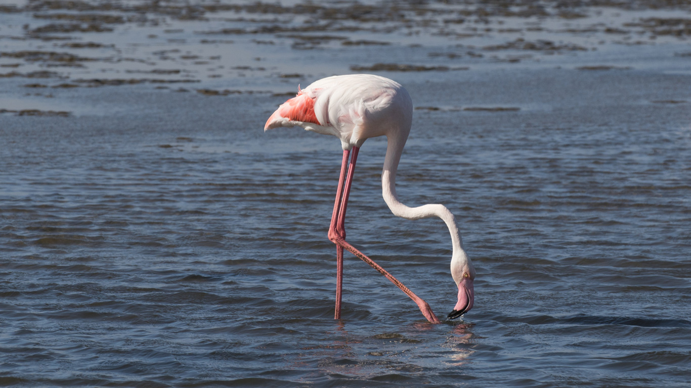 Wie fressen Flamingos?
