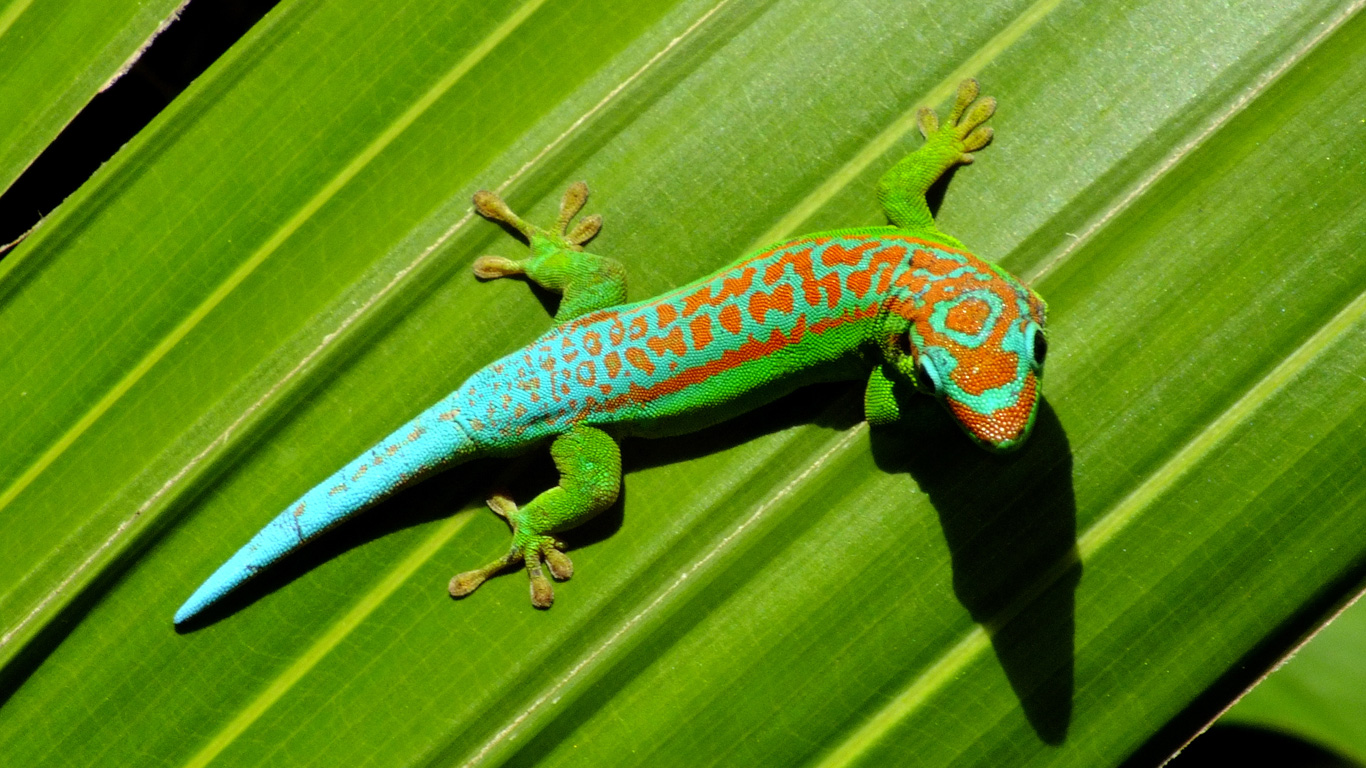 Der Gecko