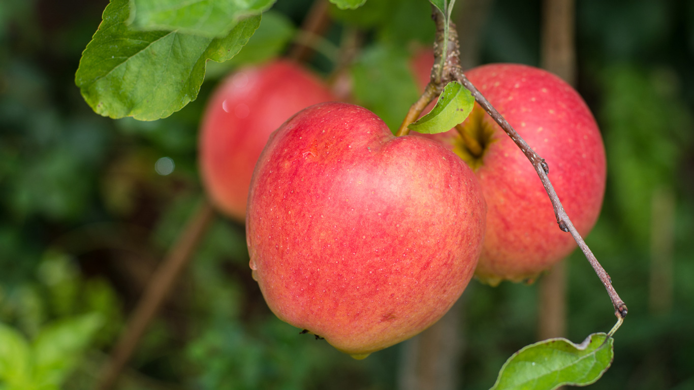 Äpfel