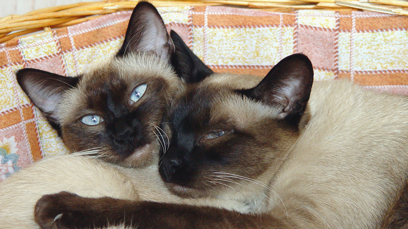 Siamkatze