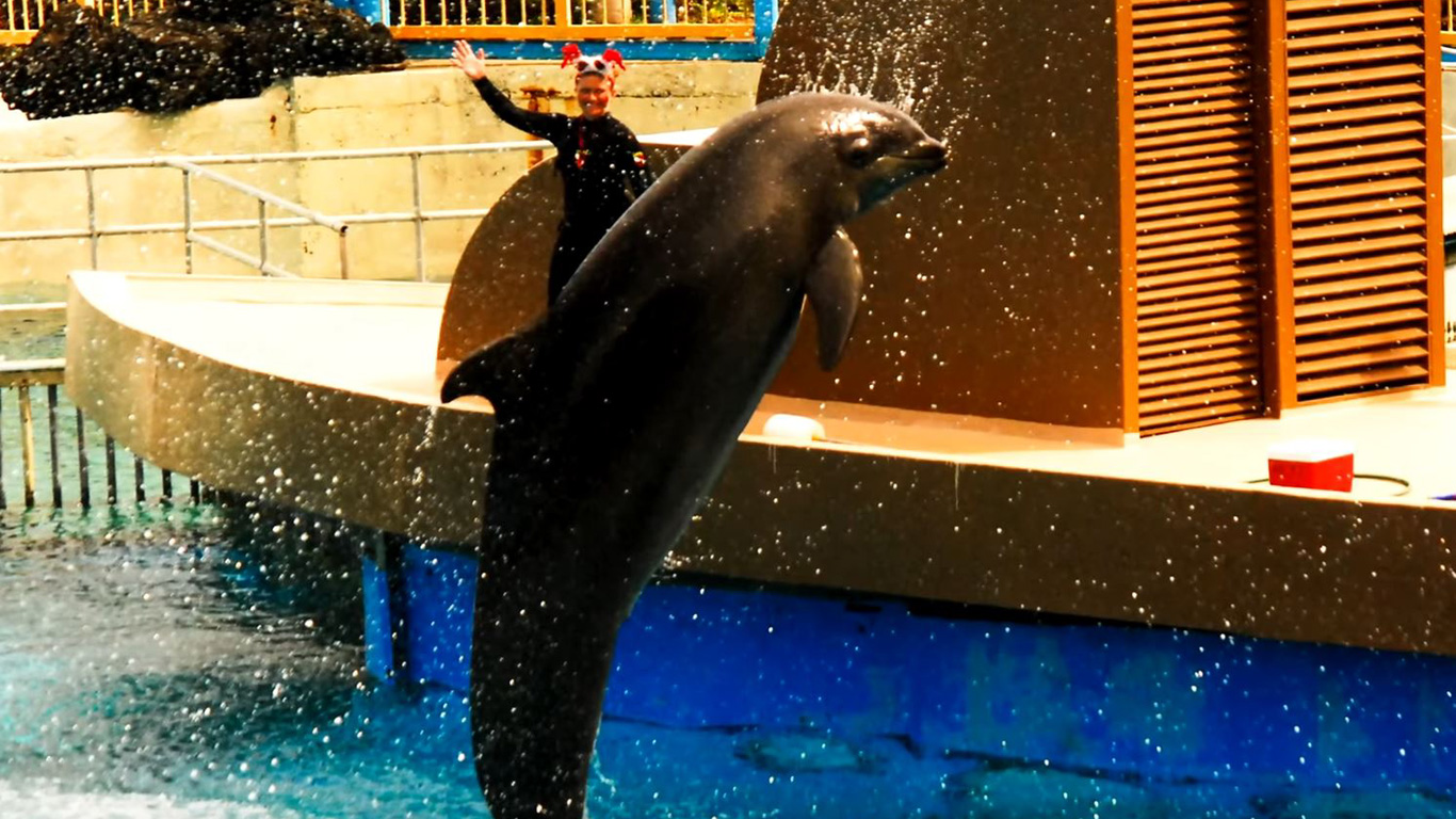 Der Wolphin