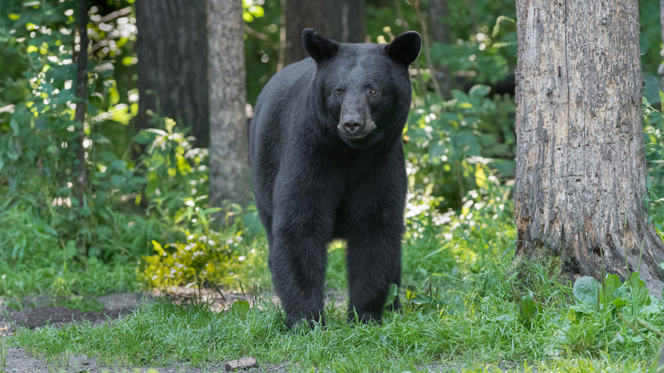 Shenandoah-Nationalpark und Great-Smoky-Mountains-Nationalpark
