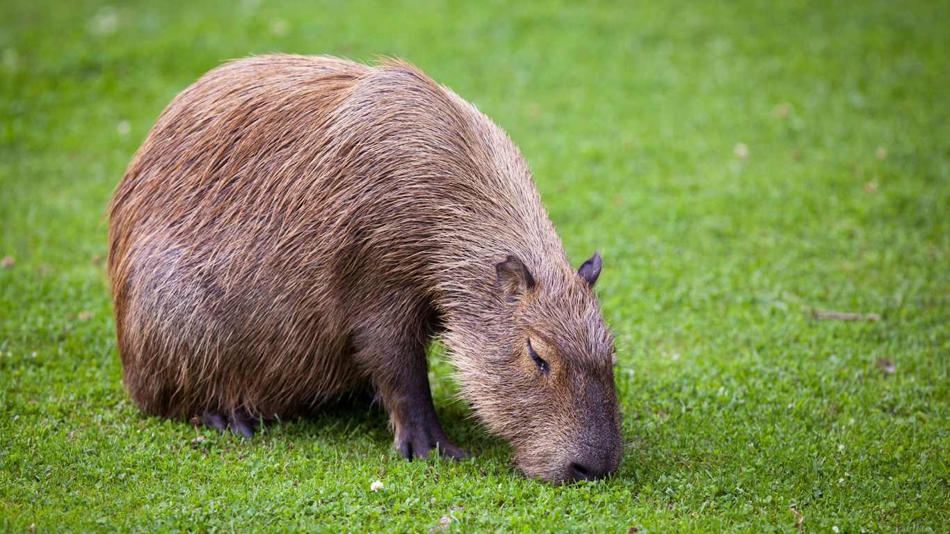 Gras als Lieblingsspeise