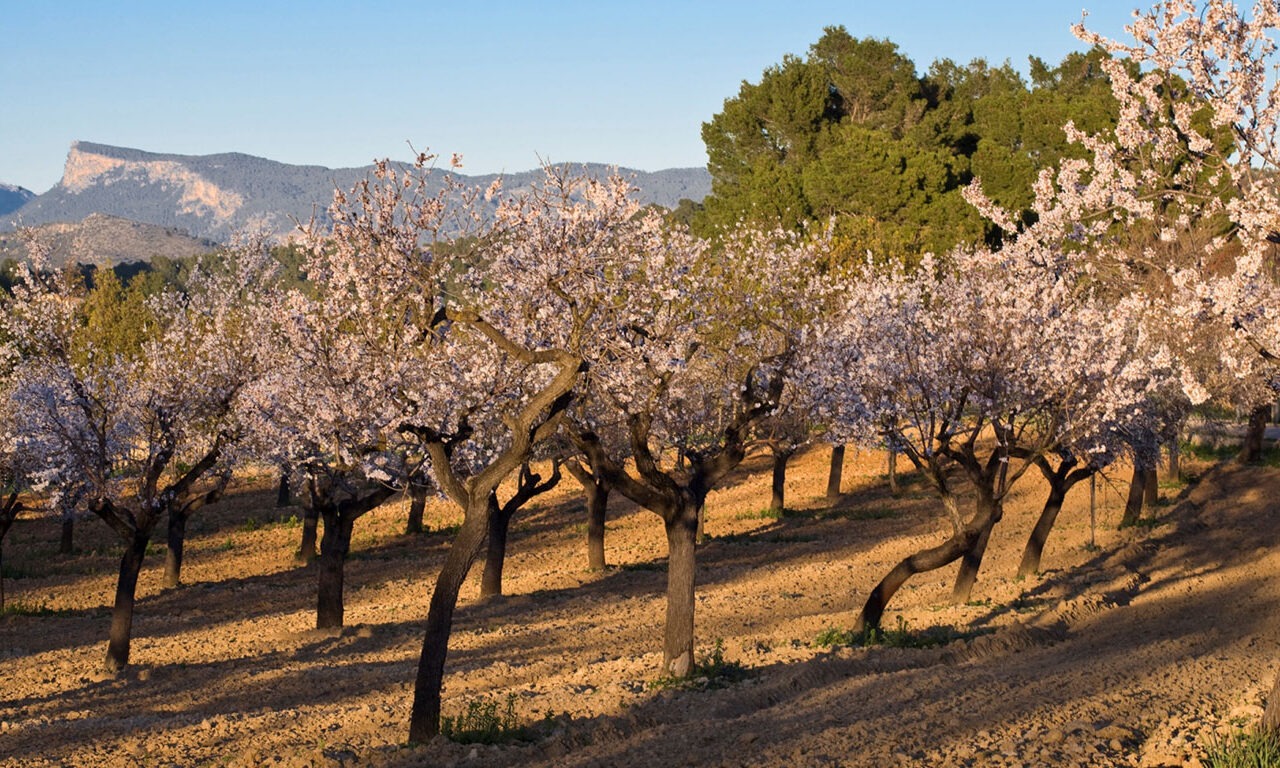 Mallorquinisches Brauchtum