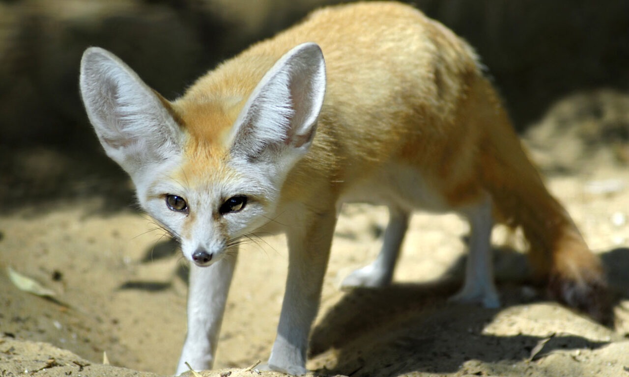 Wüstenfuchs