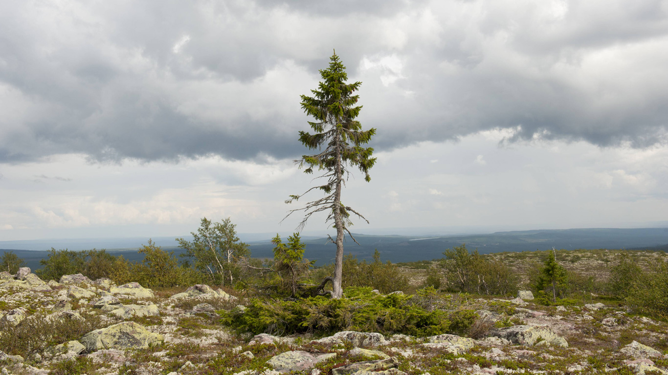 Der älteste Baum der Welt