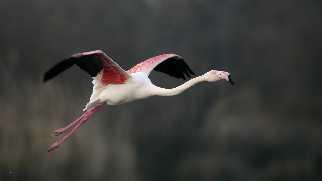 Wie schnell können Flamingos fliegen?