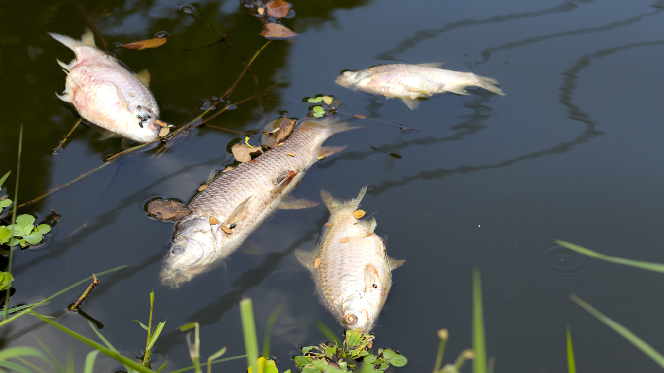 Was bleibt, wenn es keinen Fisch mehr gibt?