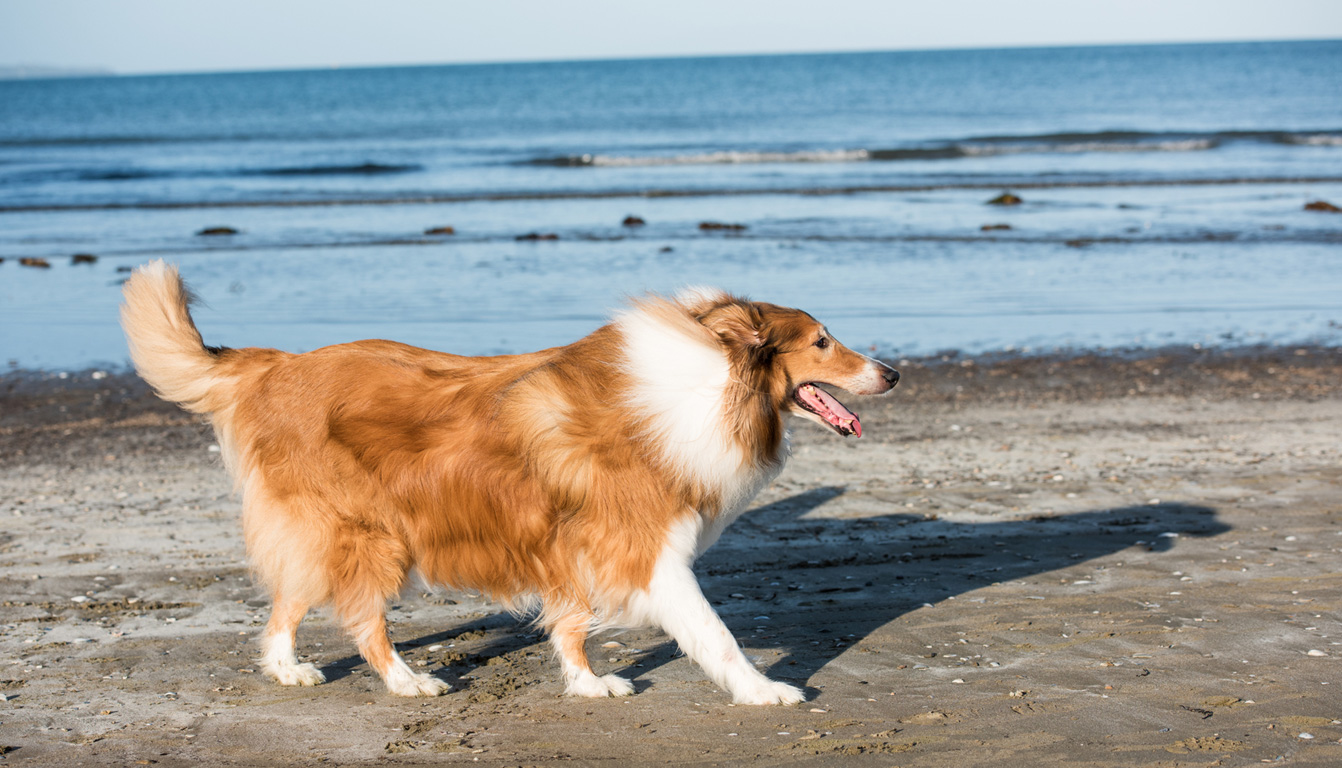 Collie