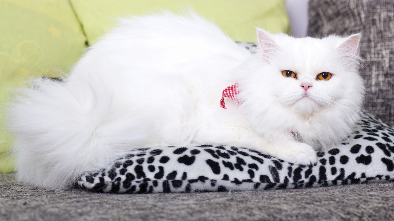 Perserkatze