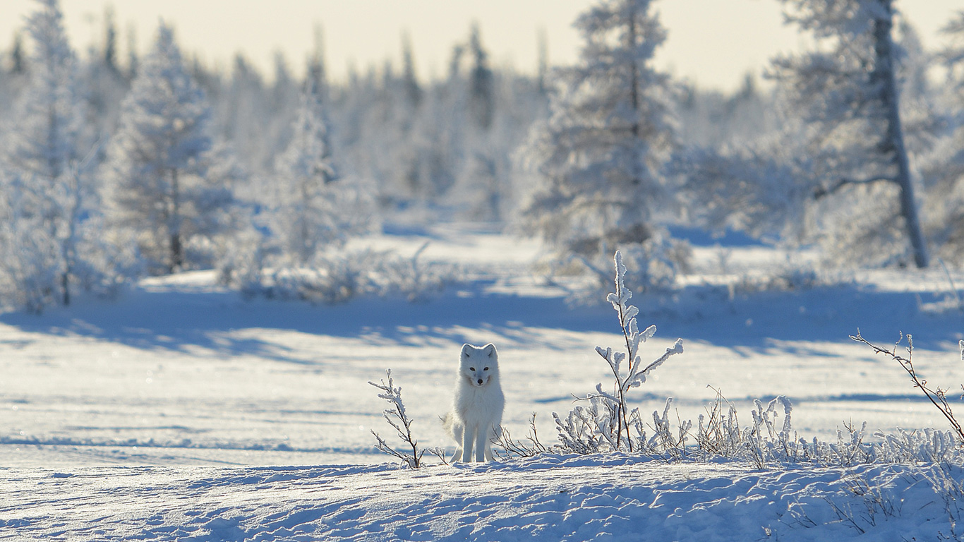 Der Polarfuchs