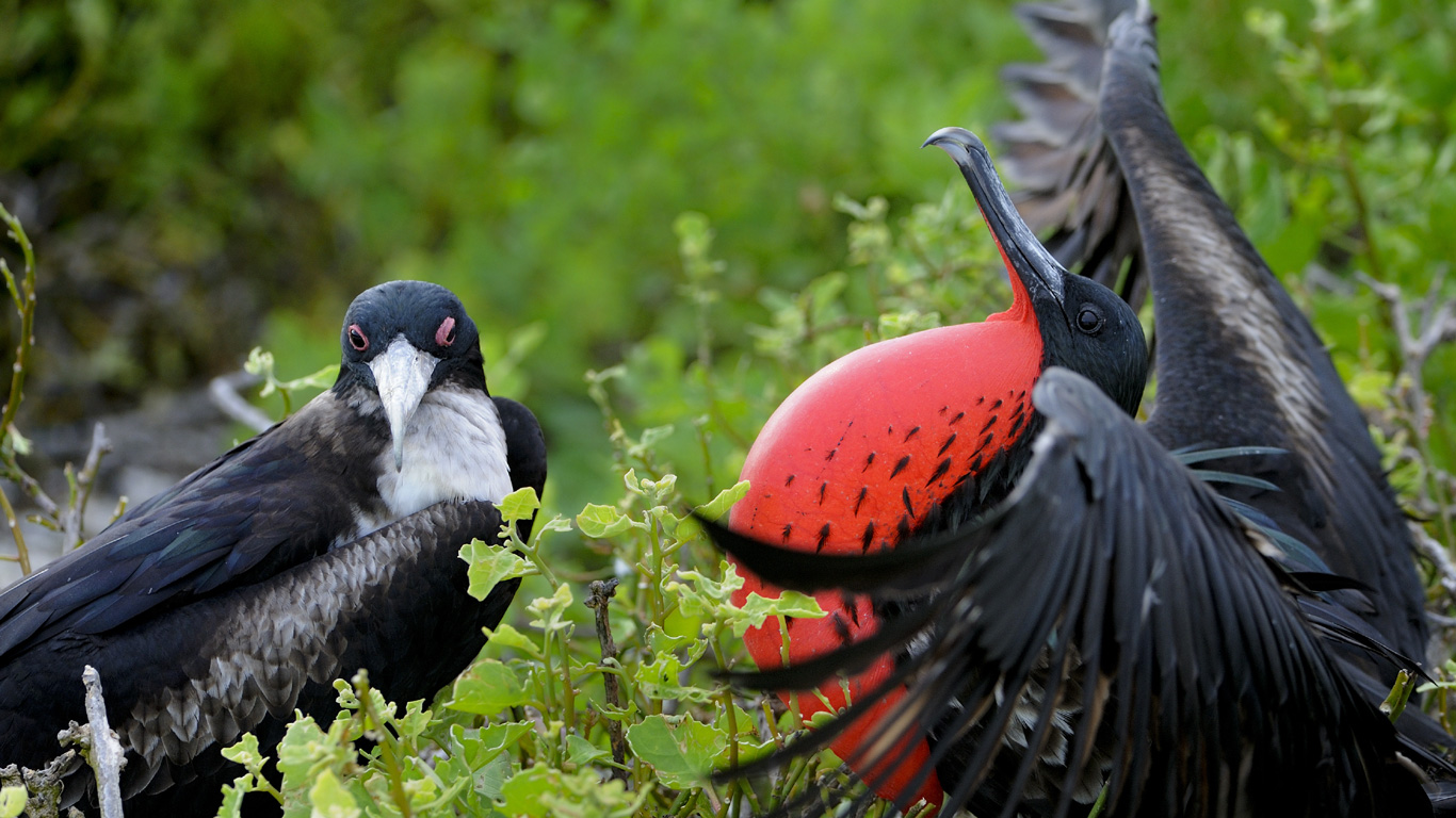 Paradies für Vögel