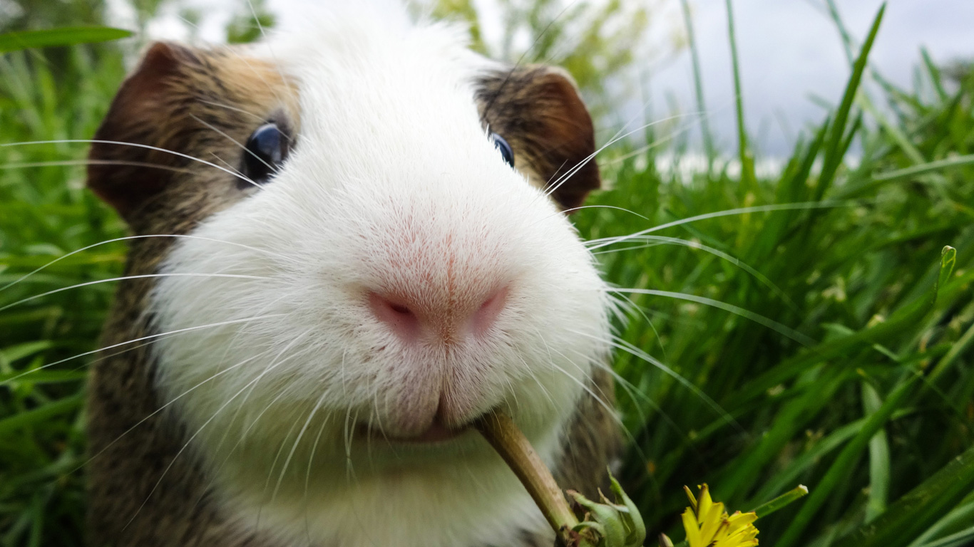 Peru & Ecuador: Gefülltes Meerschweinchen