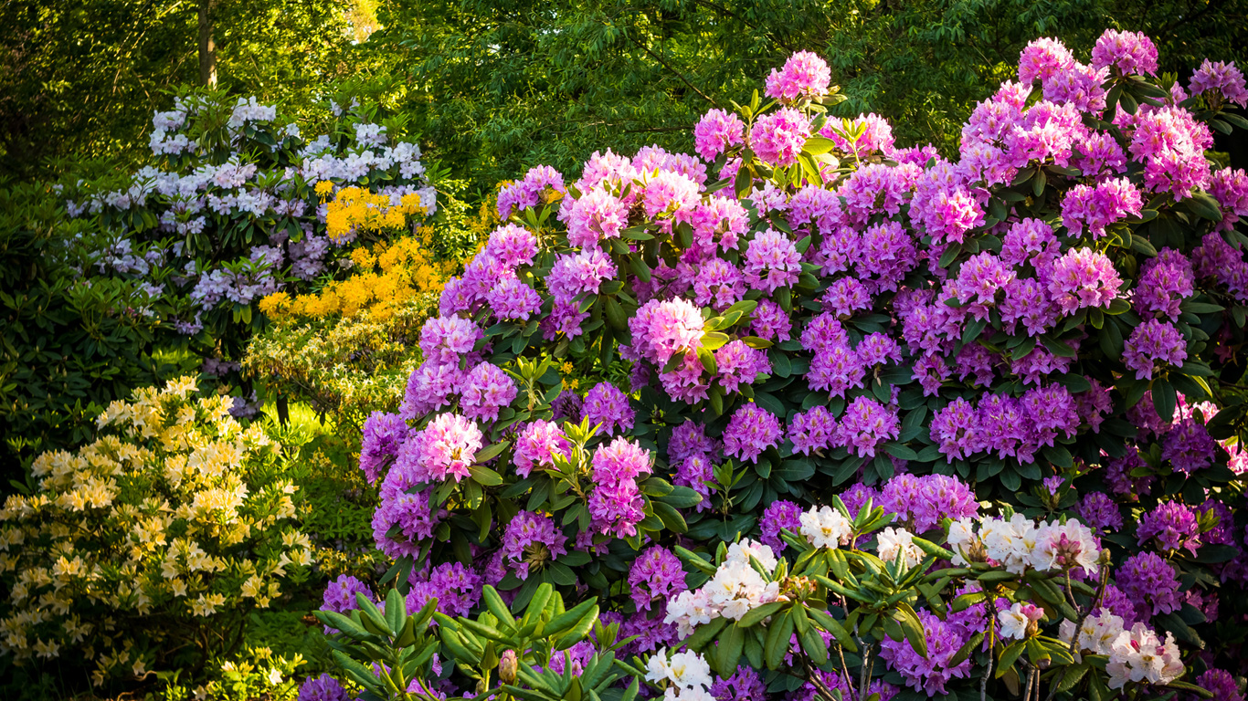 Rhododendron