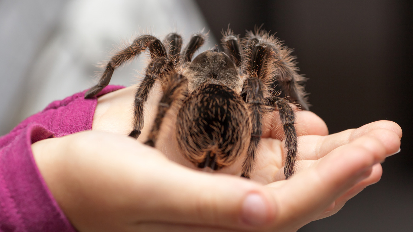 Die Vogelspinne