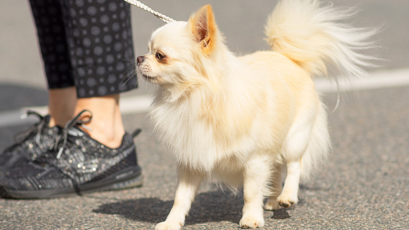 Chihuahua