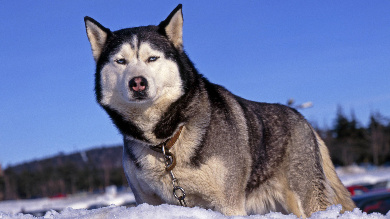 Alaskan Malamute