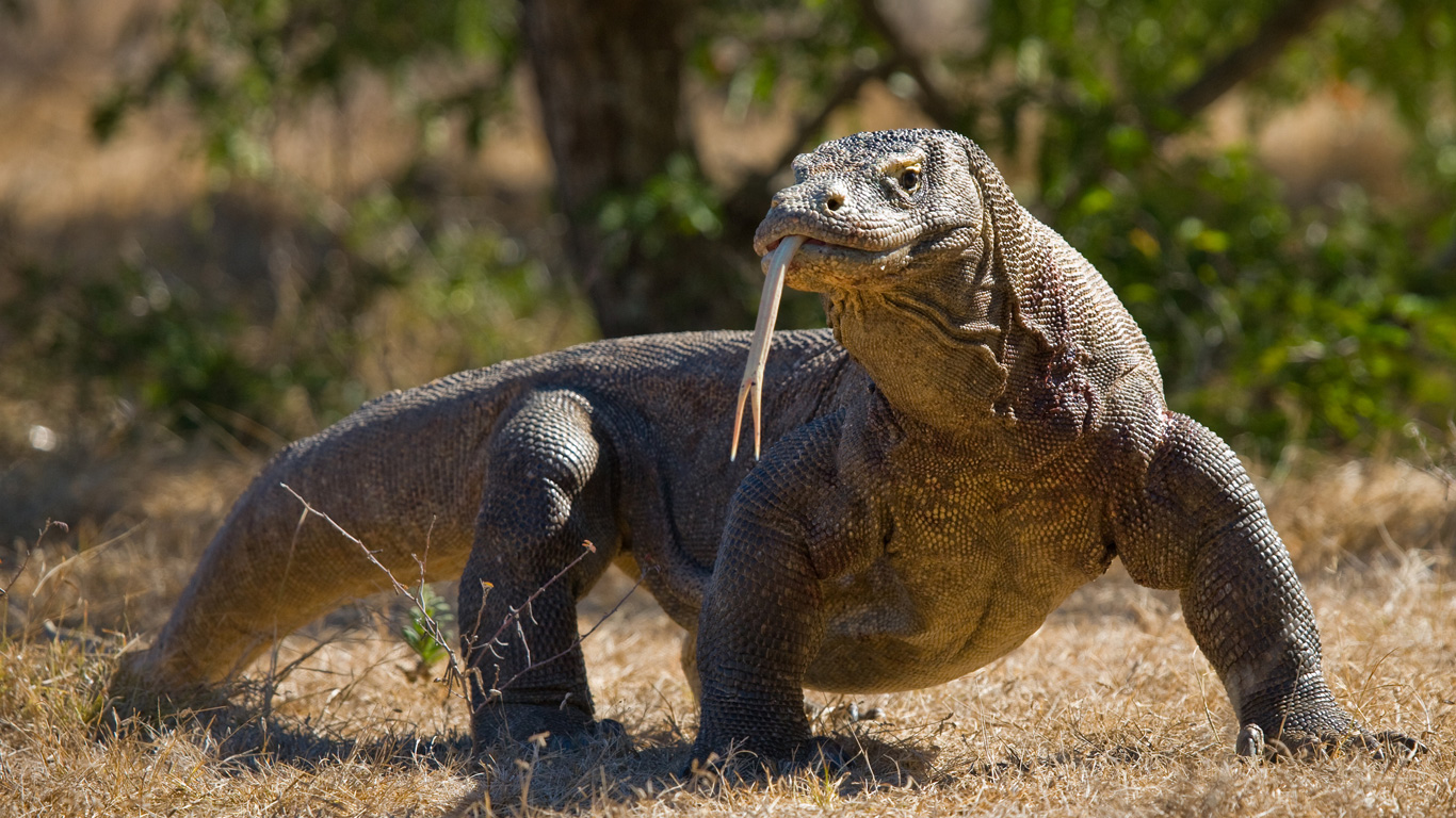 Komodo