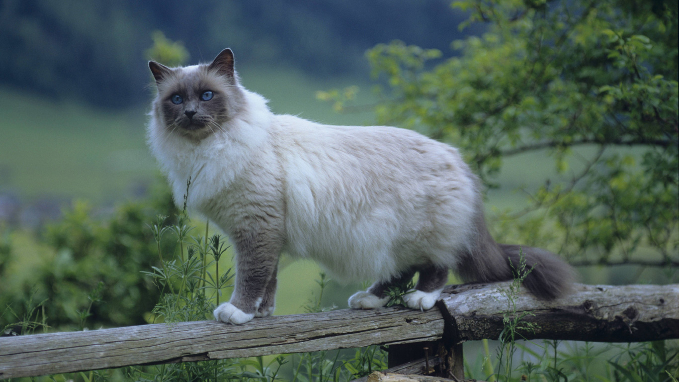 Heilige Birma