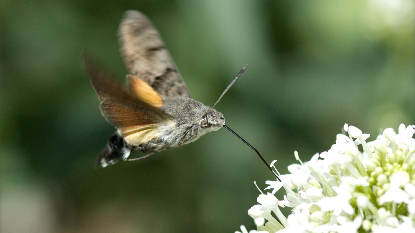 Gemeinsamkeiten mit Insekten
